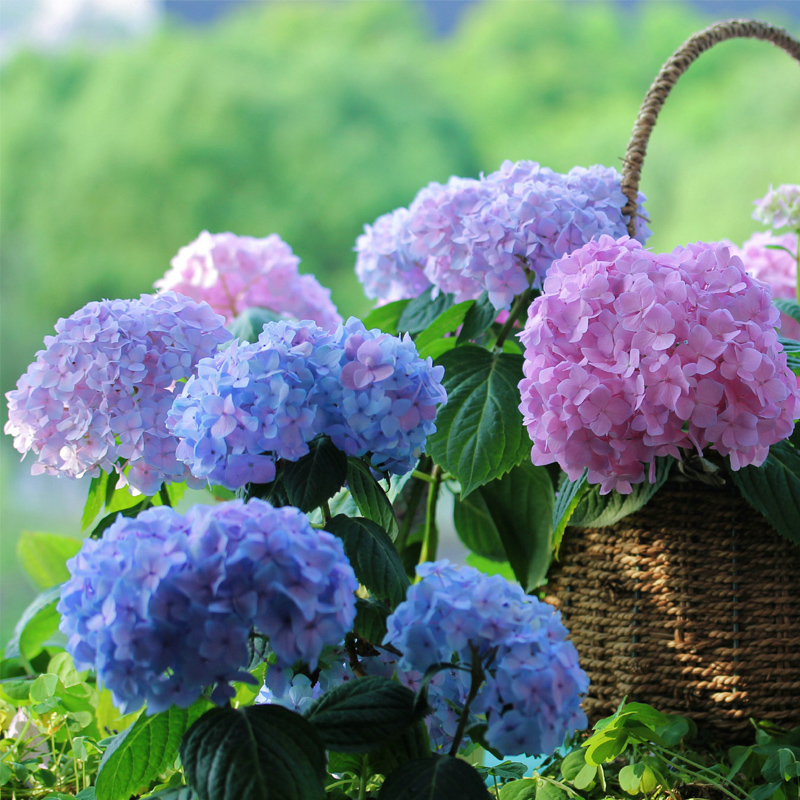 南寧花藝學(xué)校知識(shí)：延長繡球花存活時(shí)間的技巧