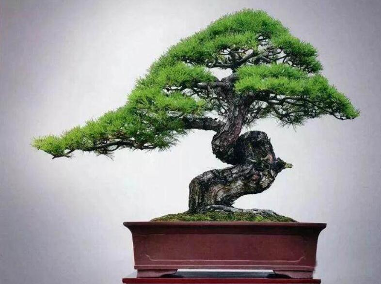 盆景制作3個注意事項，南寧婚慶花藝培訓分享