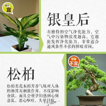 哪些綠植適合放在室內(nèi)？南寧花藝師培訓(xùn)學(xué)校盤點(diǎn)清單