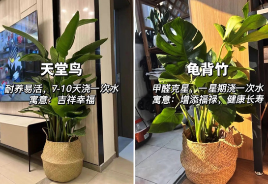 適合放在客廳的綠植，廣西花藝綠植培訓分享