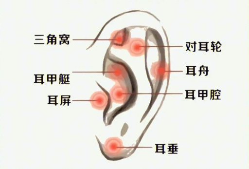 揉搓耳朵的好處，廣西美容經(jīng)絡(luò)培訓(xùn)班課程