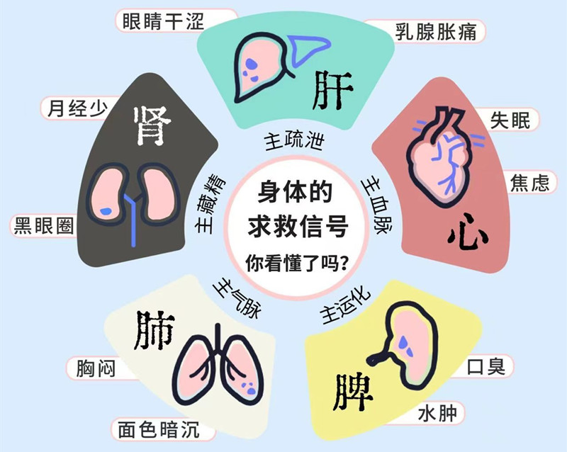 南寧專業(yè)美容管理學(xué)校：五臟六腑如何管理？