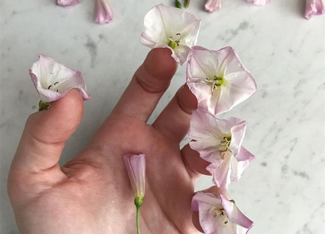 植物藝術(shù)美甲，南寧美甲造型設(shè)計培訓(xùn)分享