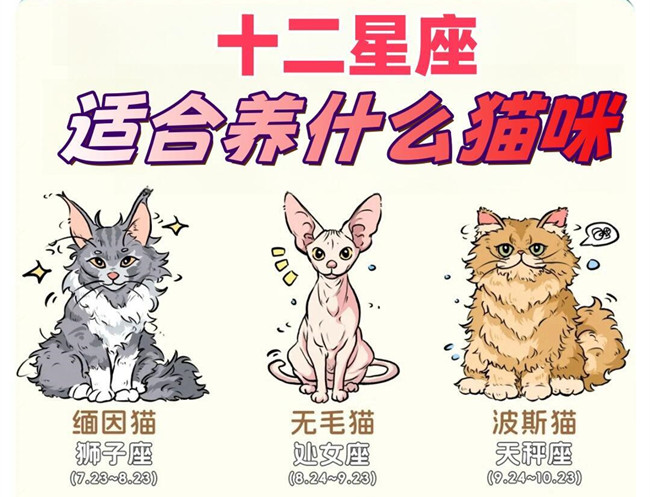 12星座適合養(yǎng)什么貓咪？